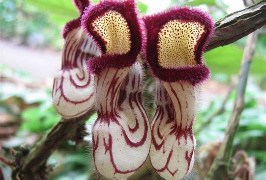 (Image by Eden Project)