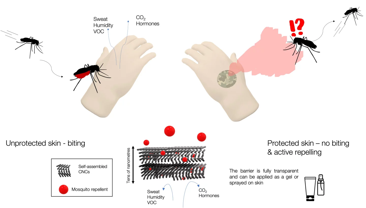 This illustration shows how the CNC gel blocks signals that attract bloodthirsty female mosquitoes