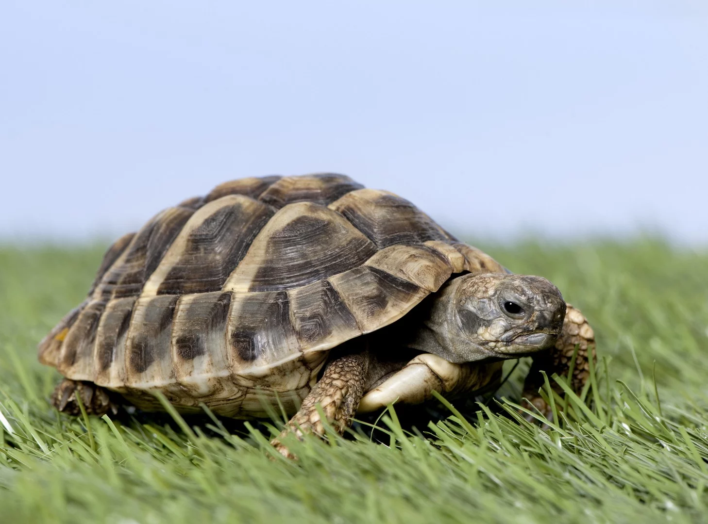 KAIST researchers have developed a system that would let people steer a live turtle just by thinking