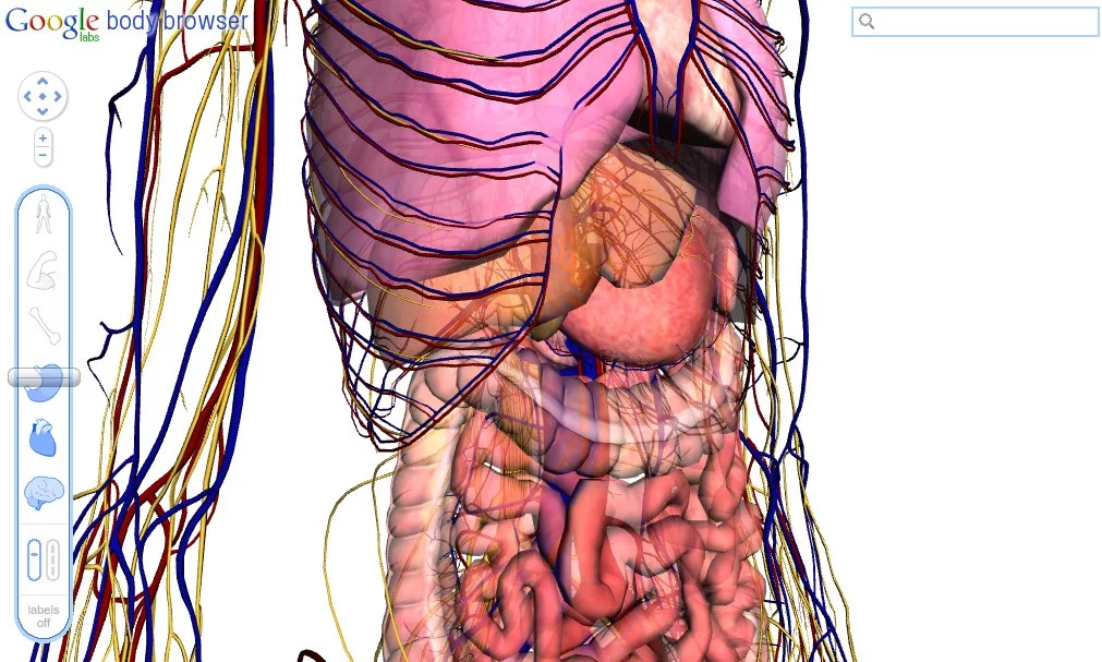 Skin gone, muscles removed - organs on display