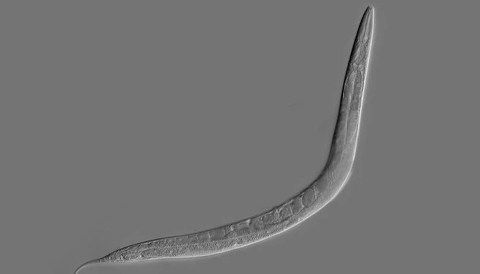 C. elegans is a worm whose simple brain has been digitized as a basic neural network, and now that system has been taught a new trick