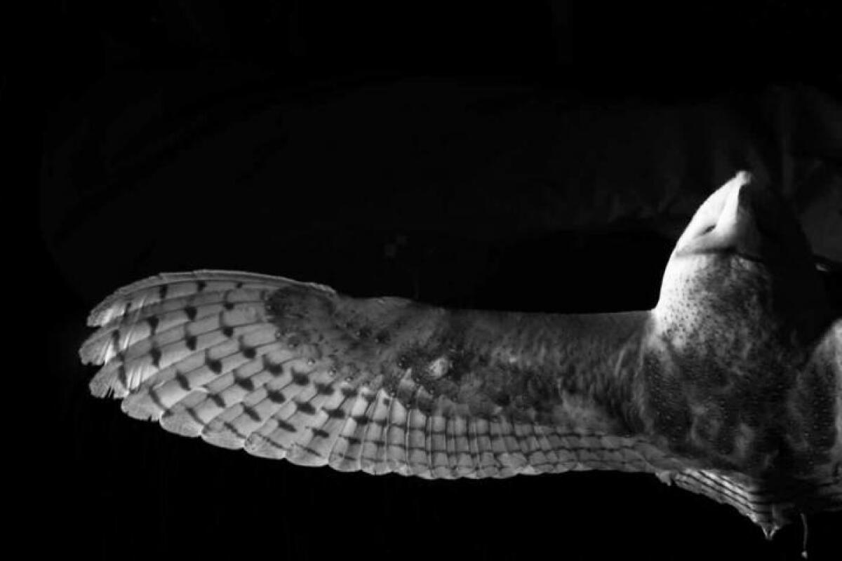 How The Silence Of Owls In Flight Could Lead To Low Noise Aircraft Noise is also a commonly used tool for hiding banding in gradients.