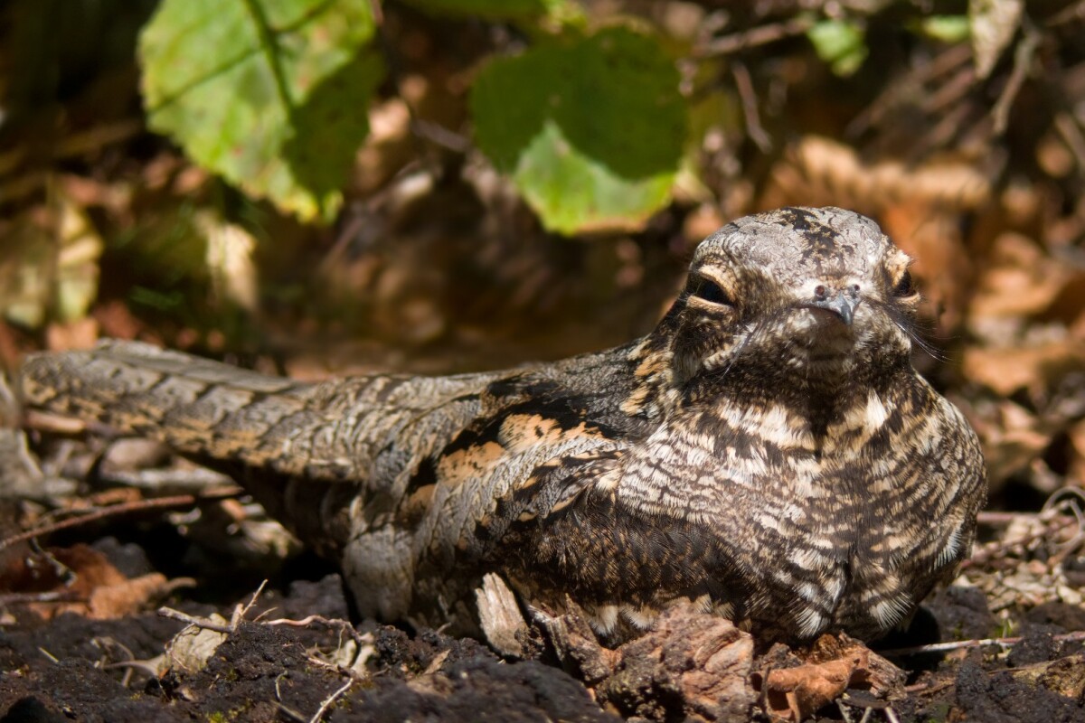 Nestsitespotting drones may be a nightjar's best friend