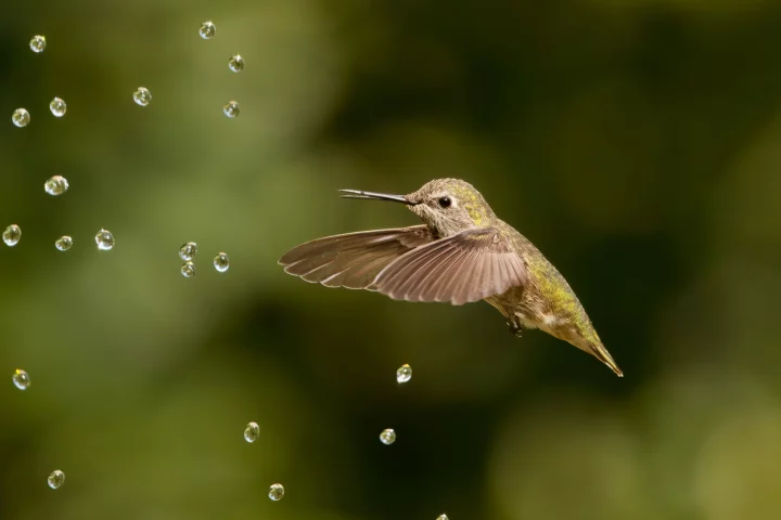 Gold - 9 - 13 Years. Anna’s Hummingbird, Calypte anna. Fremont, California, United States of America