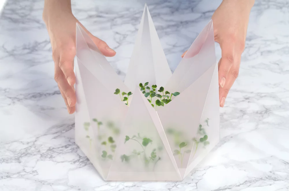 When folded into its origami figure the Microgarden kit becomes a conical structure capable of growing tasty microgreens in only two weeks (Photo Merav Maroody)