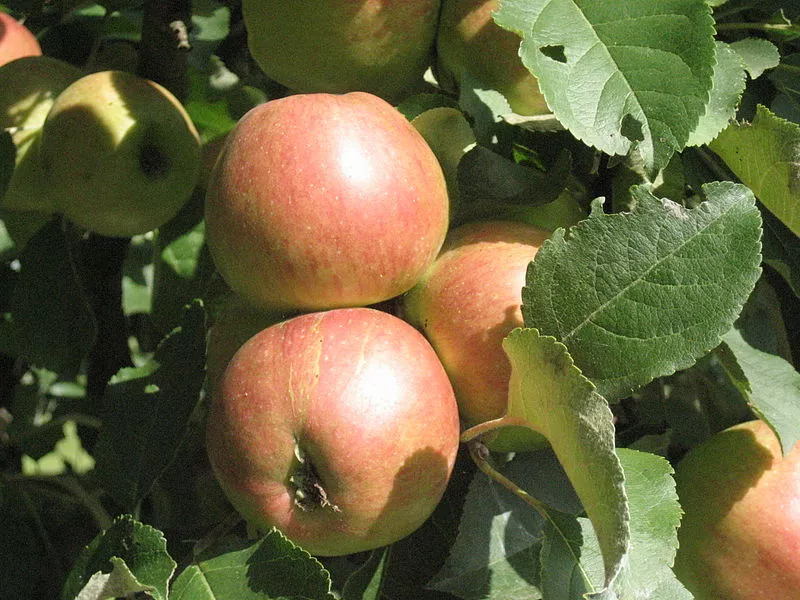Scientists are looking into using a computerized penetrometer to assess the crispness of apples