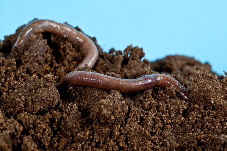 Earthworms and inchworms have served as inspiration for two new soft robots