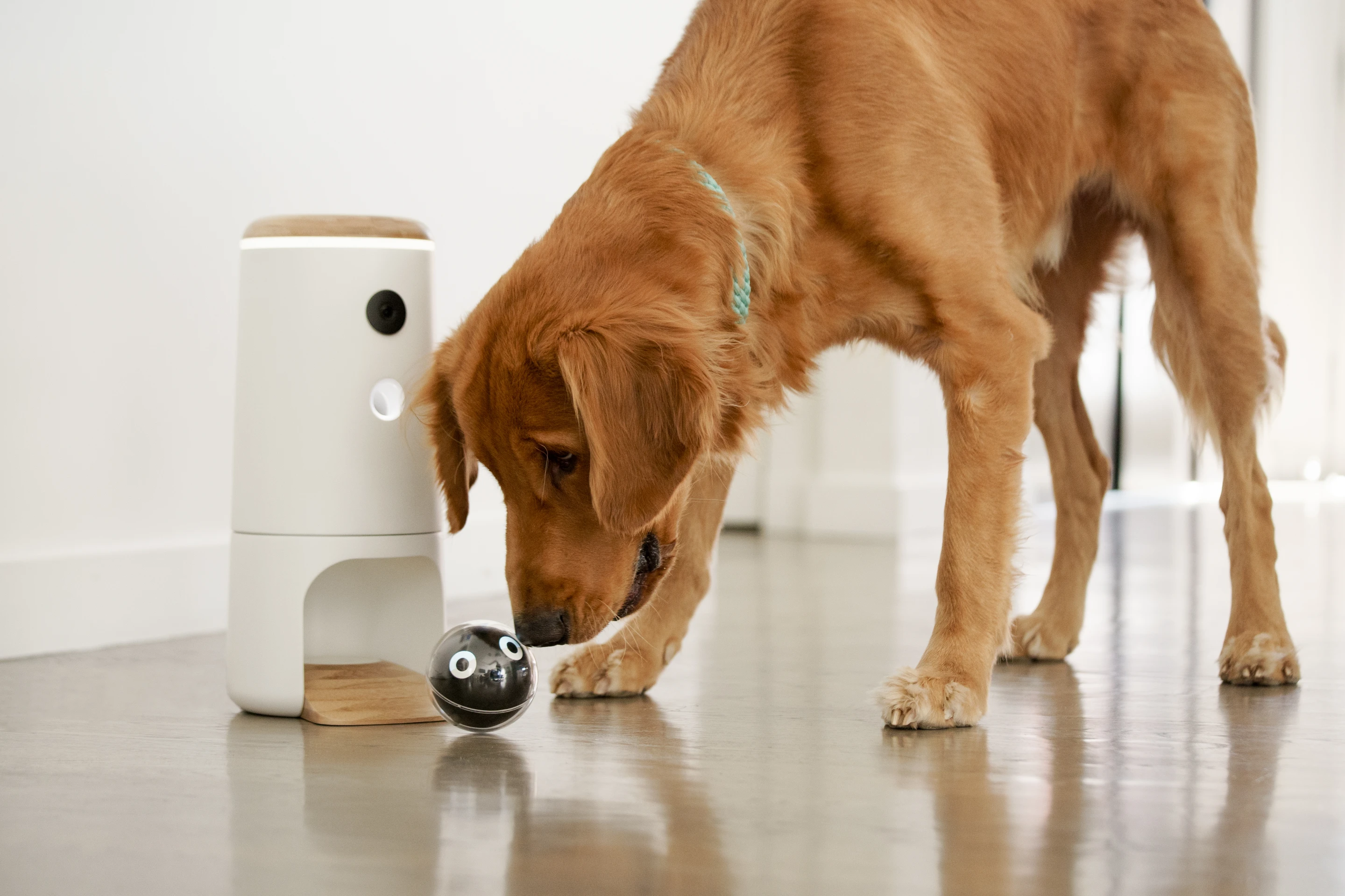 Pupple's full Bird House package consists of the Bird (ball), the Nest (charging station, with the ramp) and the Treat House (on top of the Nest)