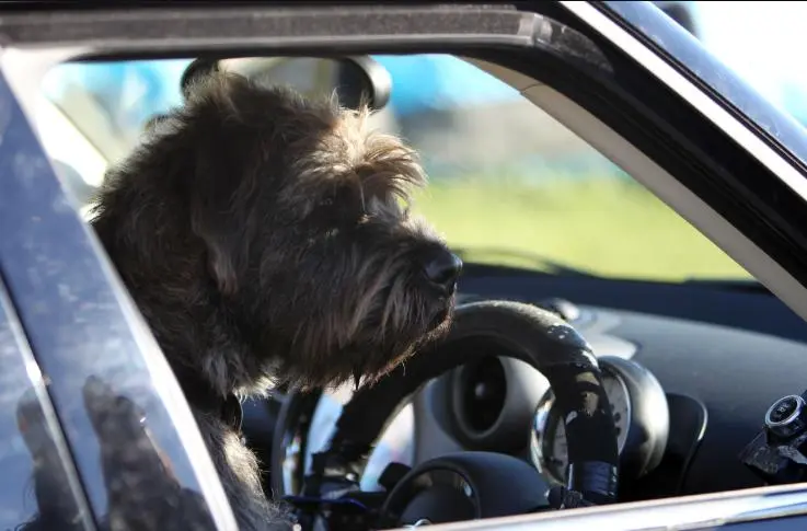 Monty surveys the "traffic"