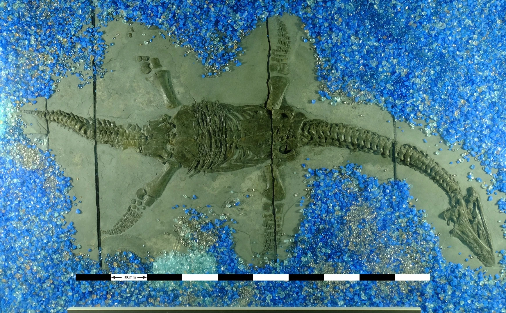 A plesiosaur fossil