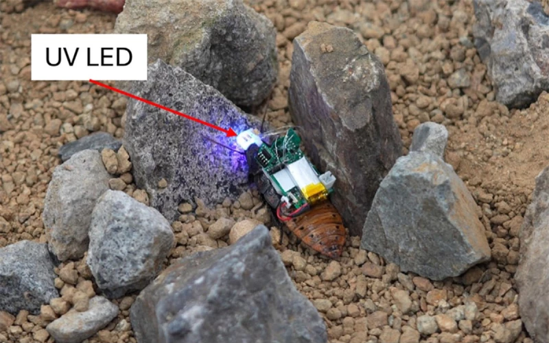 Cyborg Cockroaches Can Now Be Controlled With UV Goggles ?url=http%3A%2F%2Fnewatlas Brightspot.s3.amazonaws.com%2Fbb%2F5b%2F5f62613d459981c81504034f7965%2Fresearchers Can Use The Uv Lights To Guide Insects Through Mazes Like This One And Potentially Through Disaster Struck Areas For Rescue Missions