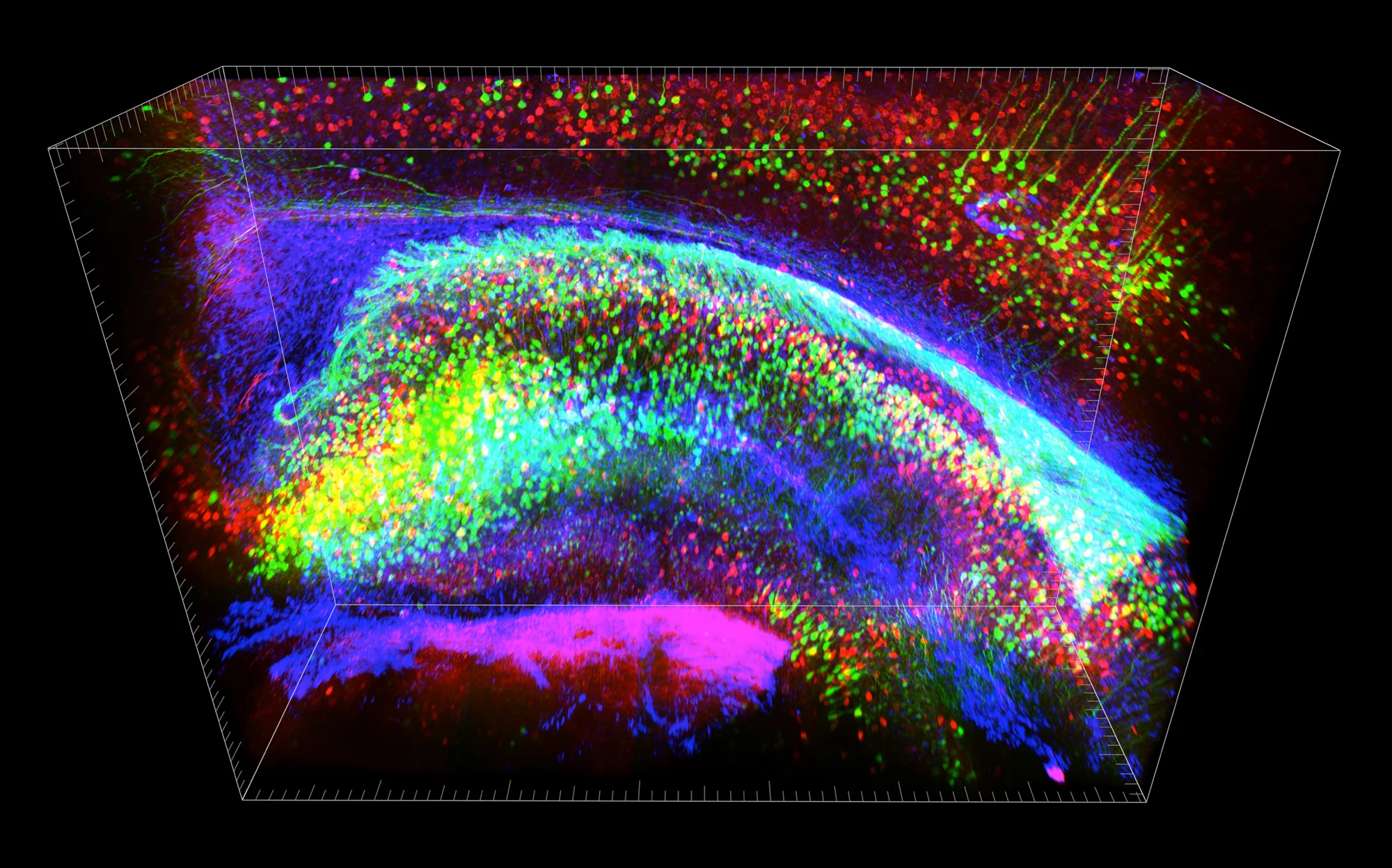 Three-dimensional view of stained hippocampus showing fluorescent-expressing neurons (green), connecting interneurons (red) and supporting glia (blue) (Image: Deisseroth lab)