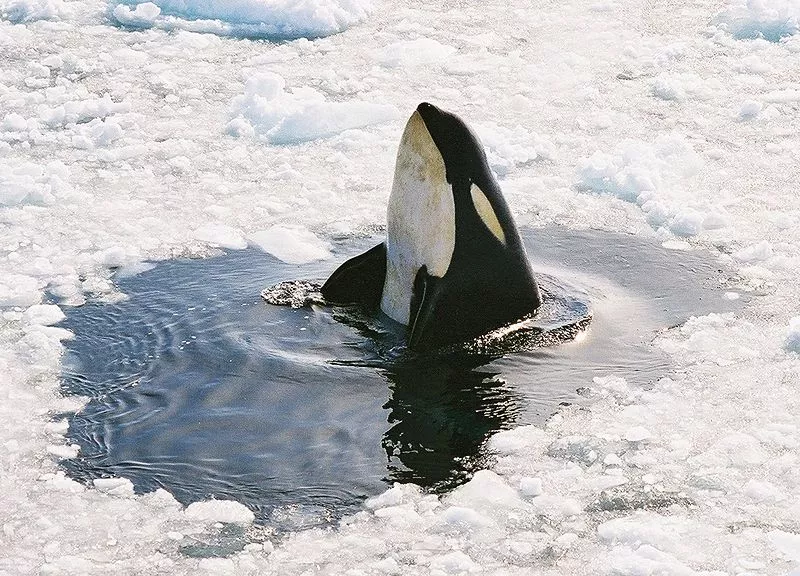 A new type of hydrophone, inspired by the ears of orcas, is reportedly much more sensitive than conventional devices