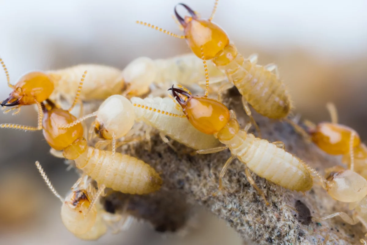 Researchers have found colonies of asexual termites that contain no males at all