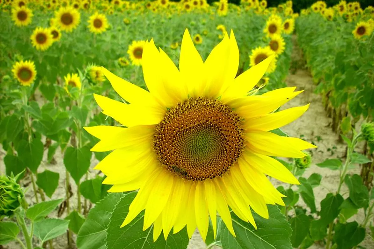 The Fermat spiral found in the spiraling pattern of florets in sunflowers has inspired a more efficient CSP plant layout
