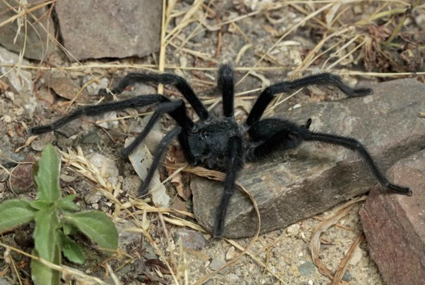 Satyrex ferox male from Oman