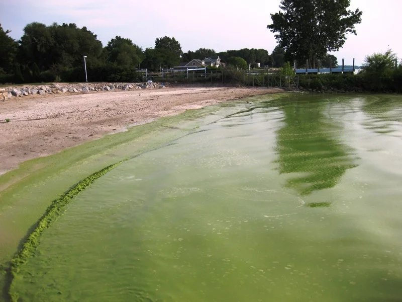 A 2009 algal bloom in Lake Erie