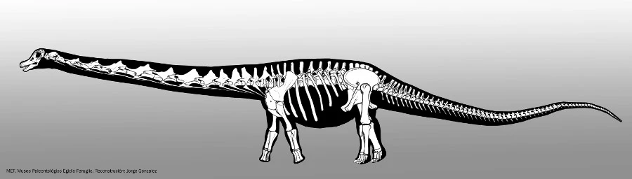 A reconstruction of what the Patagotitan would have looked like