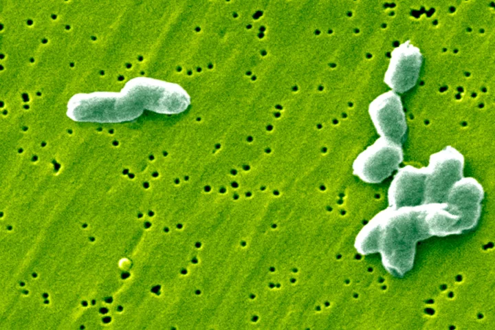 A specific type of gut bacteria has been found to produce a compound that inhibits the ability of Salmonella to replicate inside the stomach