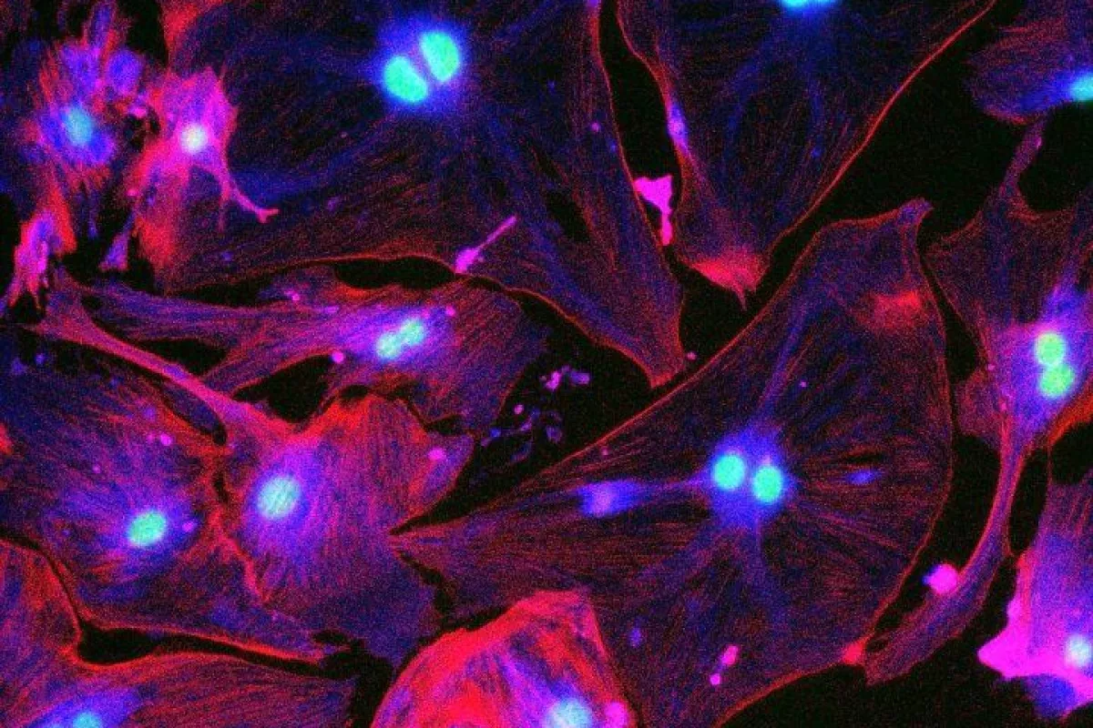 Senescent cells fluorescing under UV light