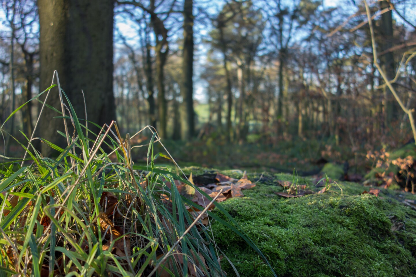 For macro photographers, the minimum focus distance is 5cm (0.16') at the wide end of the lens, and 55cm (1.80') at the telephoto side of things