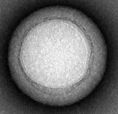A transmission electron microscope image of one of the nanosponges