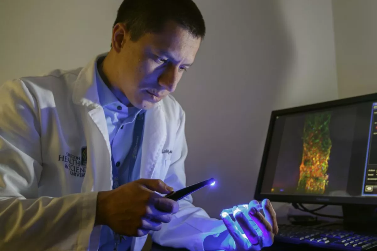 Luiz Bertassoni and his team have developed a method of engineering artificial blood vessels that can help regenerate teeth