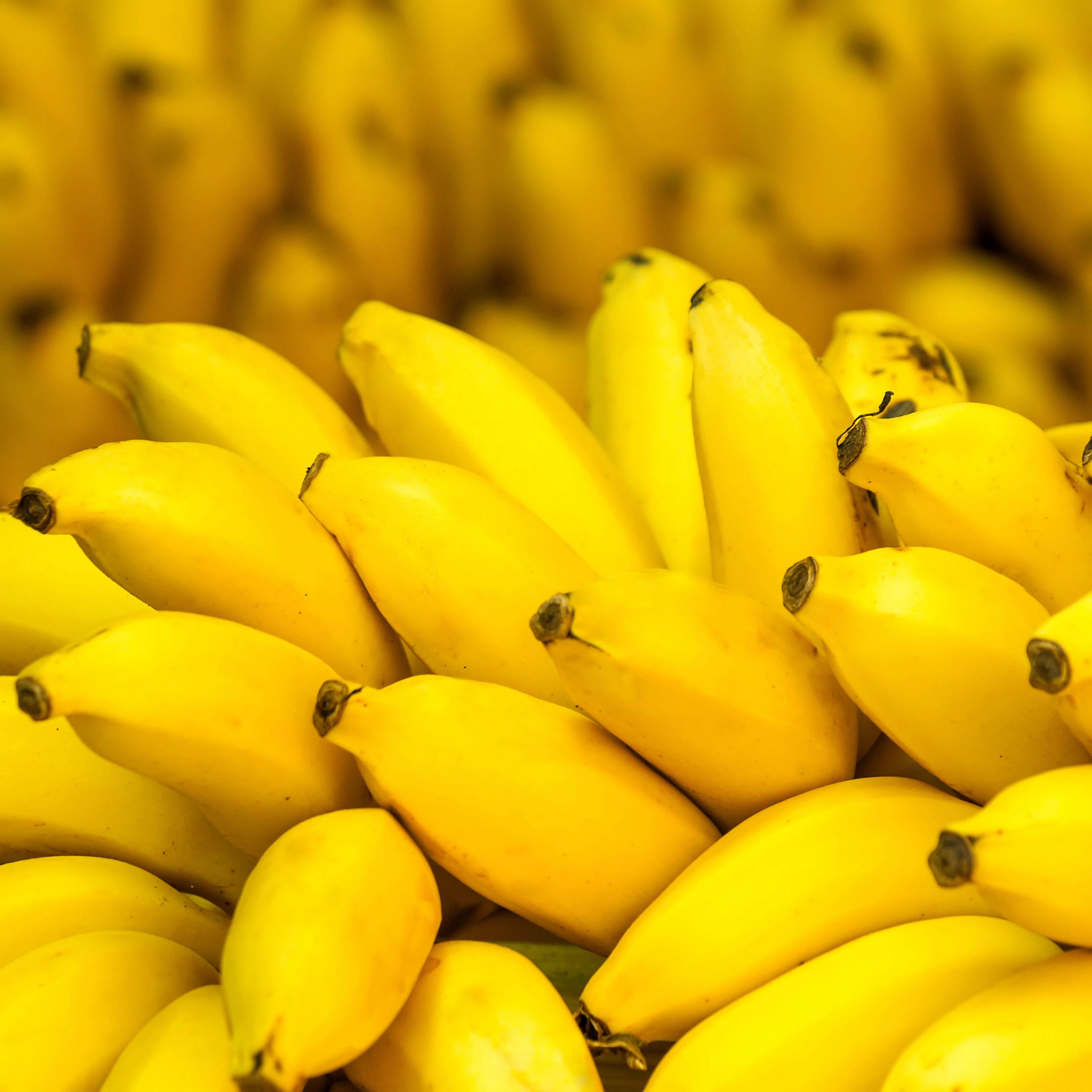 The super bananas are yellow on the outside (like the regular bananas seen here), but their flesh is orange with pro-vitamin A (Photo: Shutterstock)