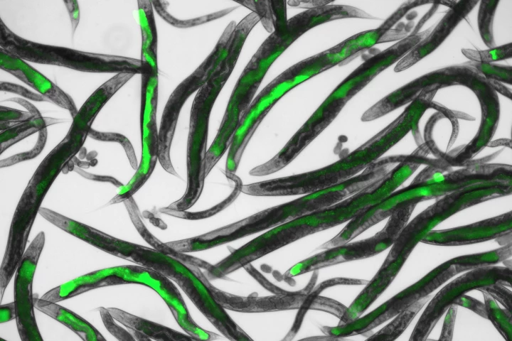 A batch of the Caenorhabditis elegans nematodes, fluorescing green after exposure to airborne black mold spores