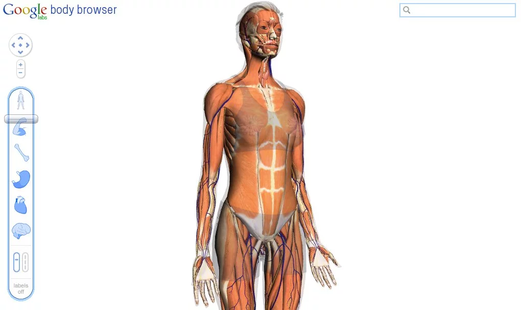 Slowly peeling away skin and muscle with the Body Browser from Google Labs