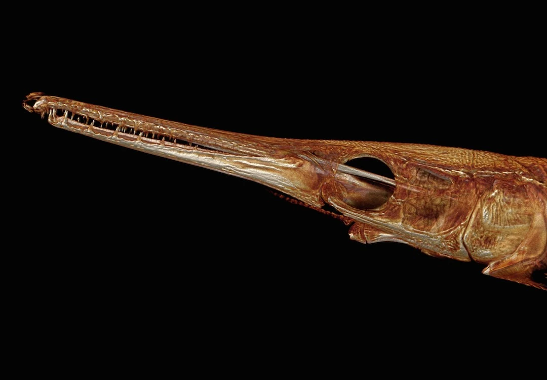 The system has been met with enthusiasm from scientists, who previously were unable to easily and cheaply get hold of specimens or 3D models