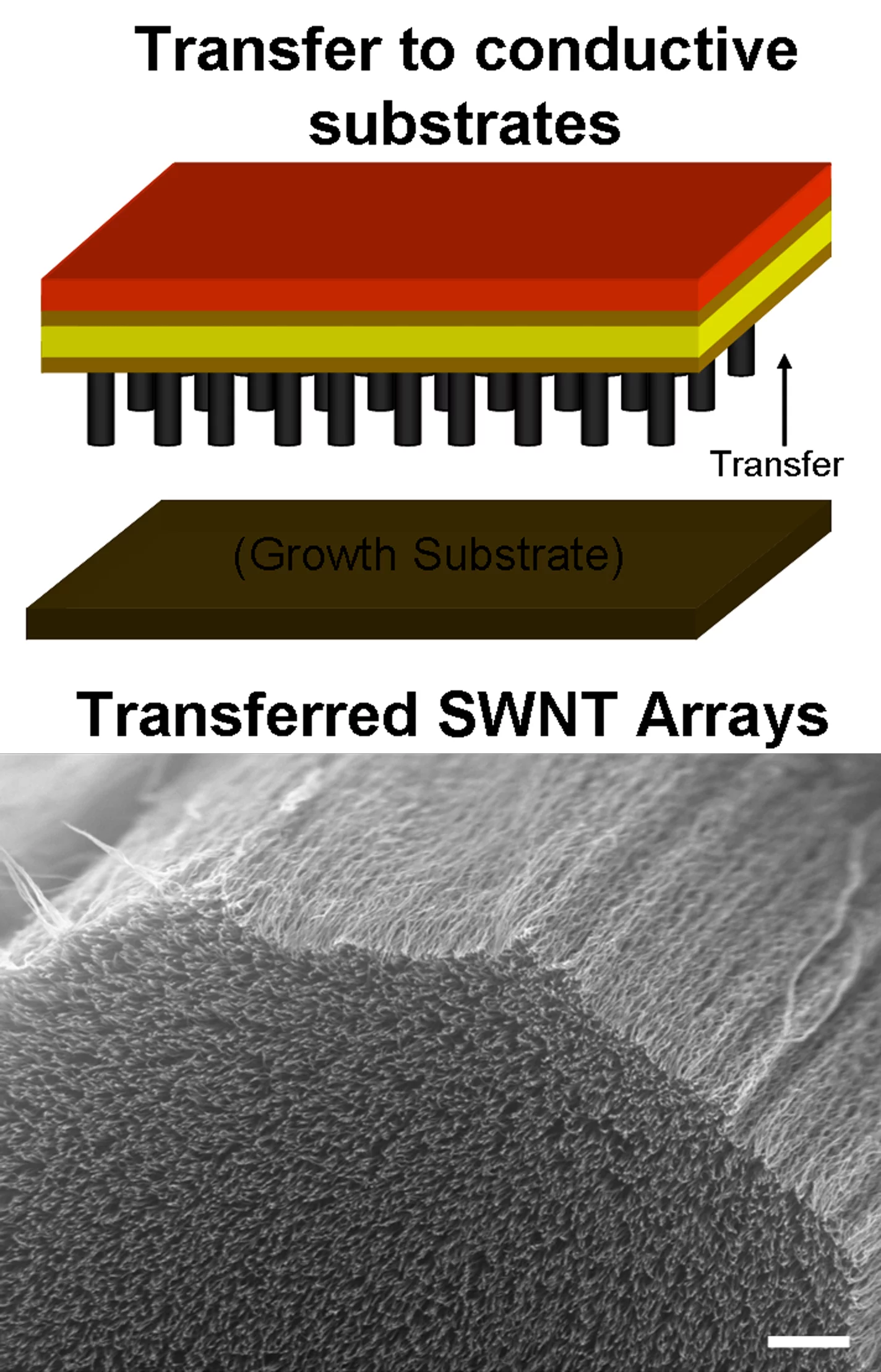A method developed at Rice University allows bundles of vertically aligned single-wall carbon nanotubes to be transferred intact to a conductive substrate