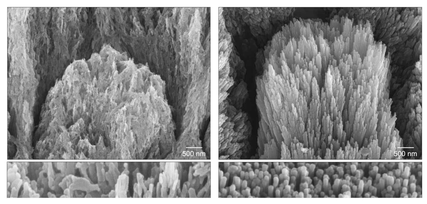 Electron microscopy images of a tooth with demineralized enamel showing eroded apatite crystals (left) and a similar demineralized tooth after a two-week gel treatment, showing epitaxially regenerated enamel crystals (right)