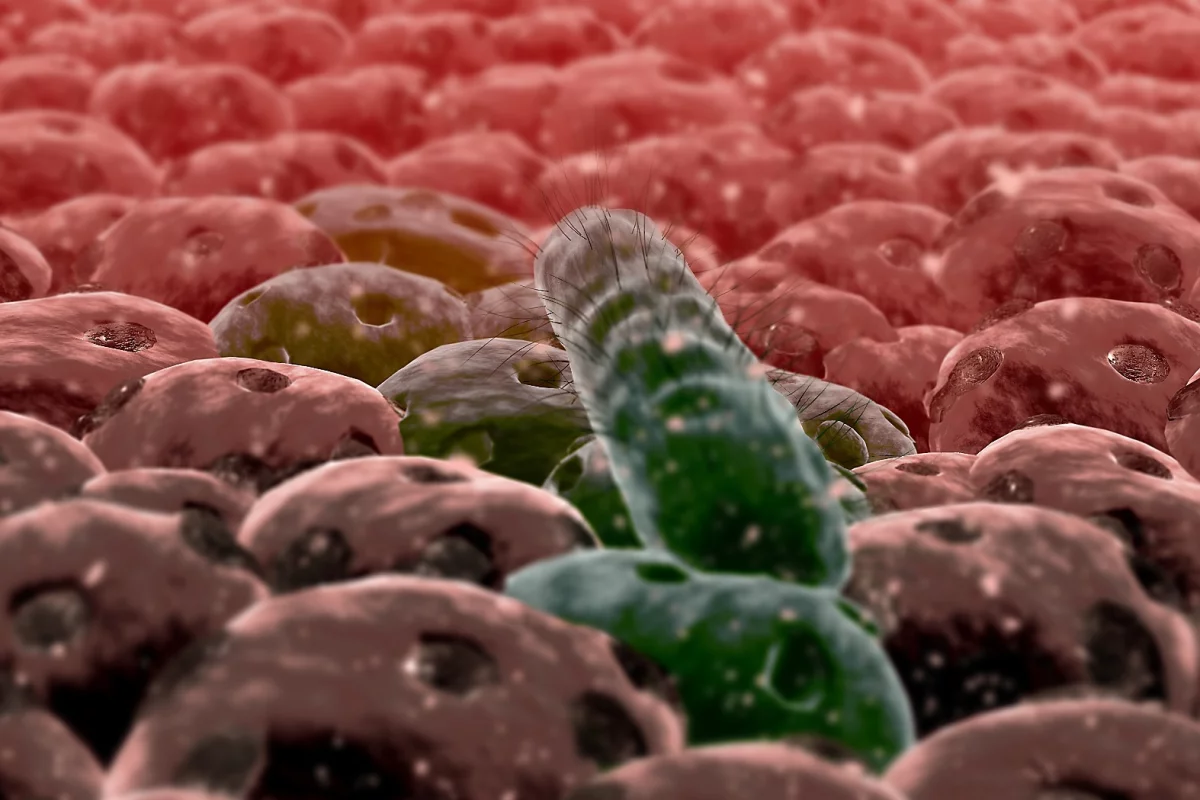 Researchers have studied how the E. coli bacterium changes its gene expression when it latches onto cells in the intestinal wall, and begins to attack the host