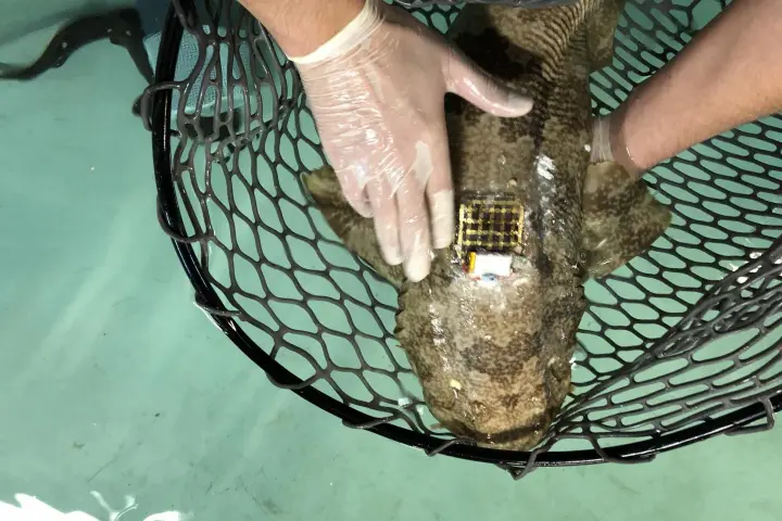 Marine Skin may replace more awkward, invasive tagging systems