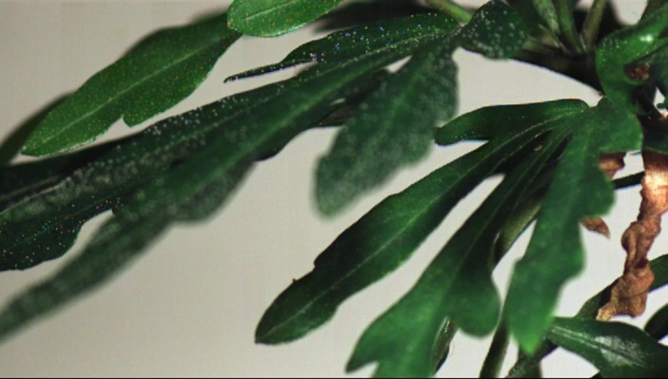 The visual microphone recovered sound from a house plant