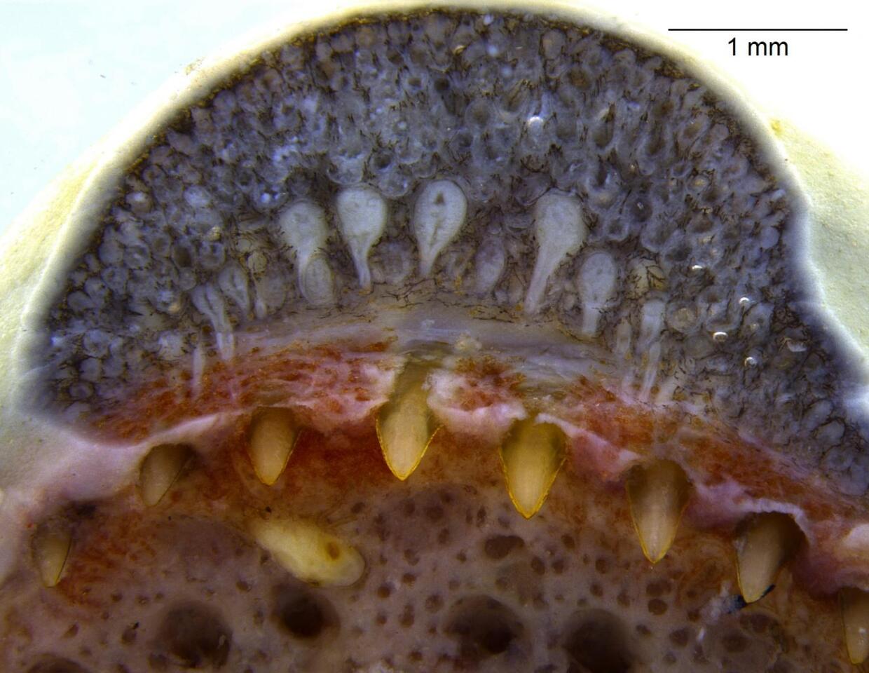 A photo of a caecilian's mouth reveals the gray snake-like dental glands (top)