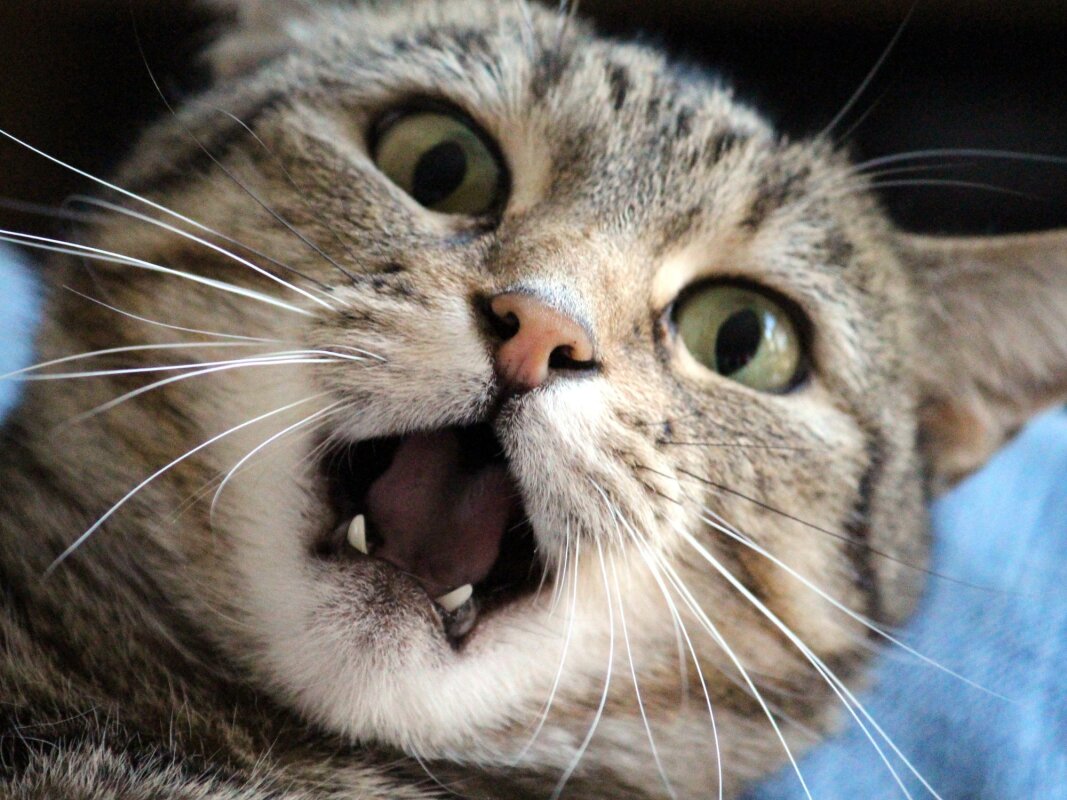 1 in 3 have a brain parasite transmitted through cats. Should we be worried?