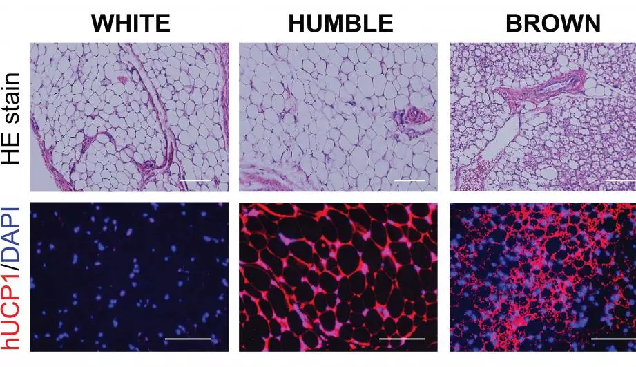 Images show the different fat cell types after transplantation, with the areas stained in red representative of brown-cell like characteristics