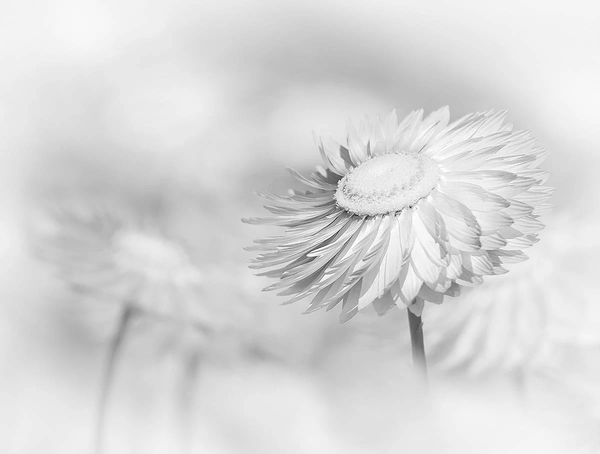Commended: Everlasting Flowers