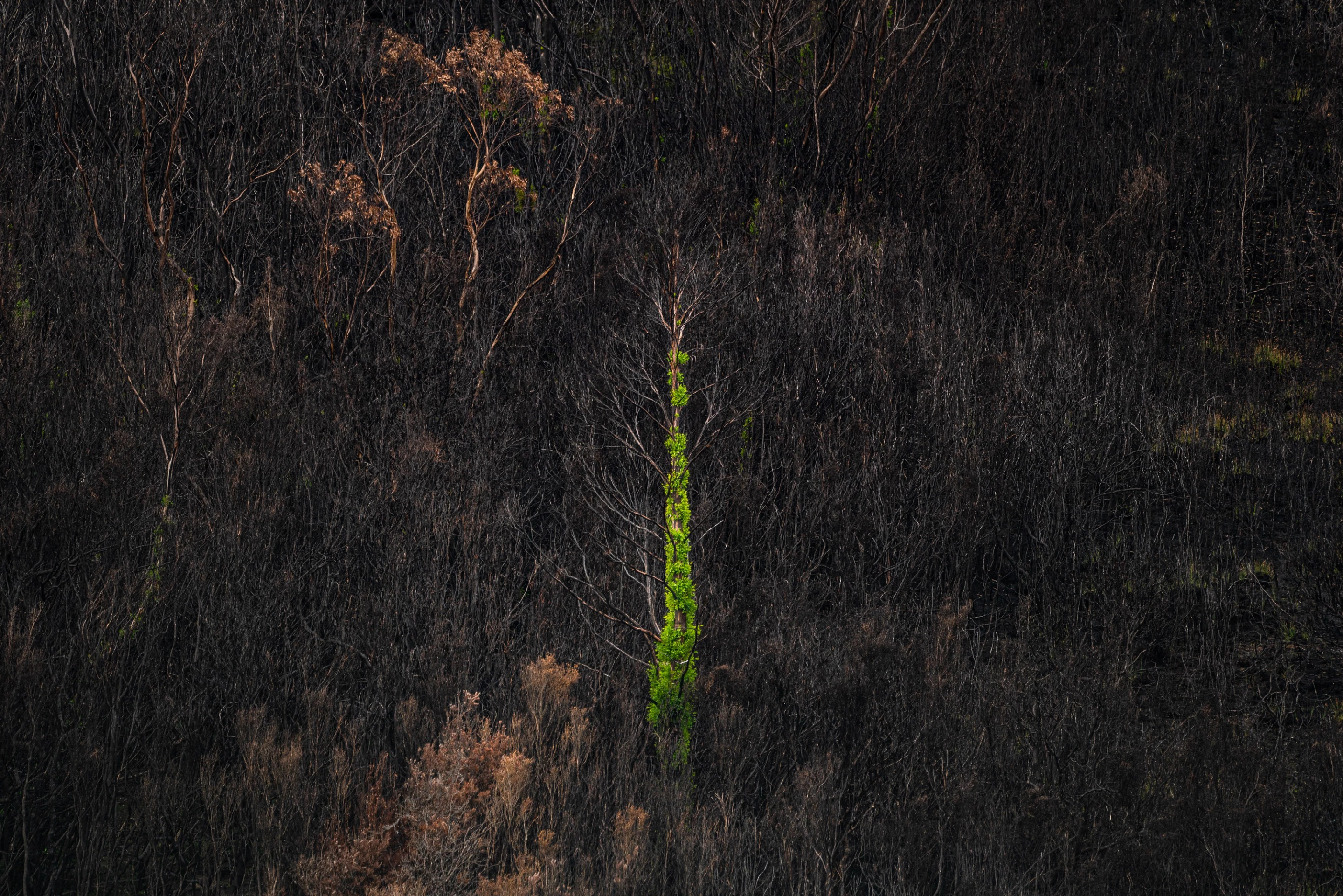 Winner - Project. Series titled 'Ash'. Documenting the 2019 Australian bushfires in Tasmania.