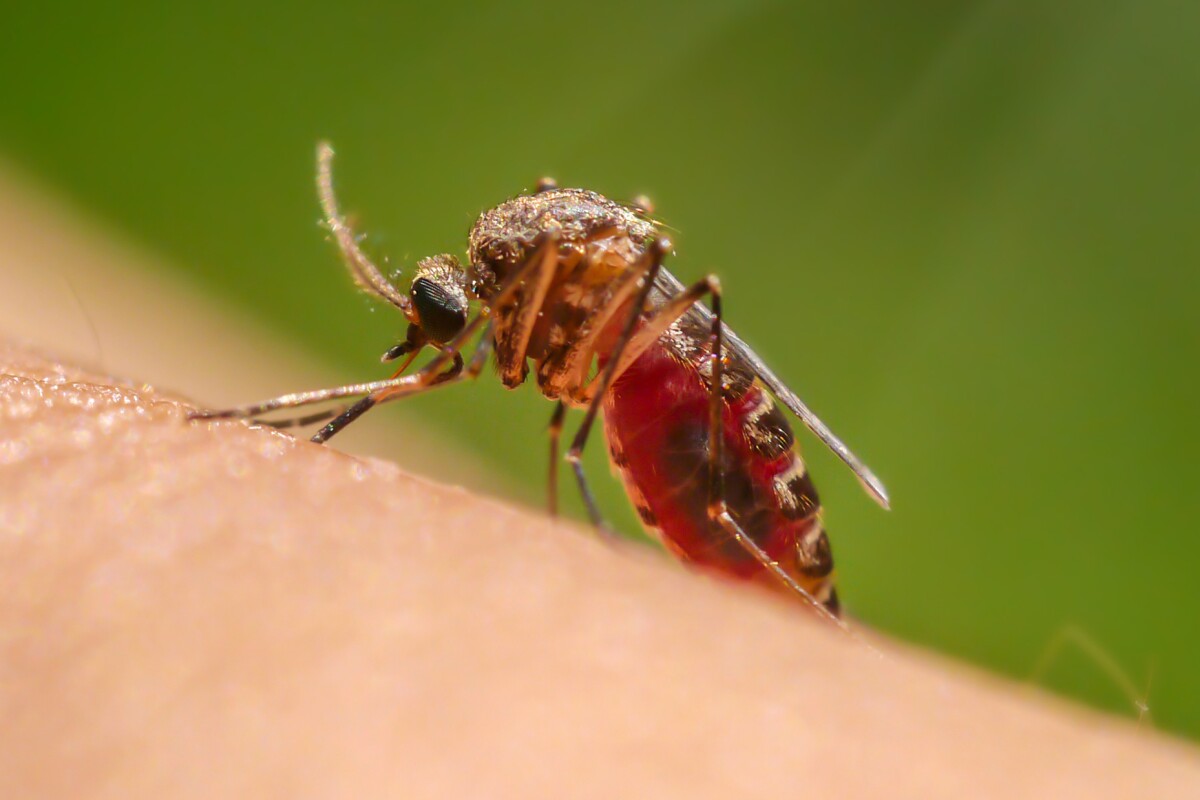 Blocking protein gateway in malaria parasite paves way for new drug treatments