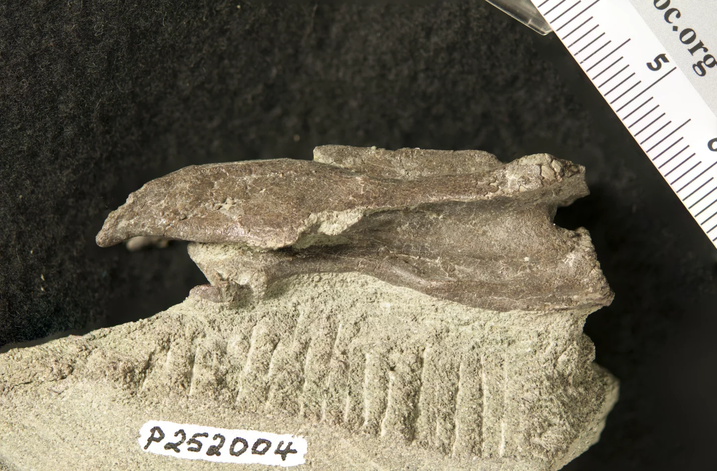The elaphrosaur vertebra, discovered in Victoria, Australia