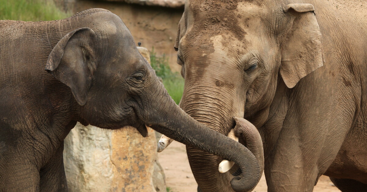 Robotic elephant trunk gripper uses camera for touch Robotic elephant trunk gripper uses camera for touch