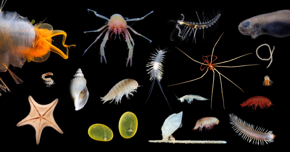 Deep sea expedition uncovers 30 new species, plus longestknown animal