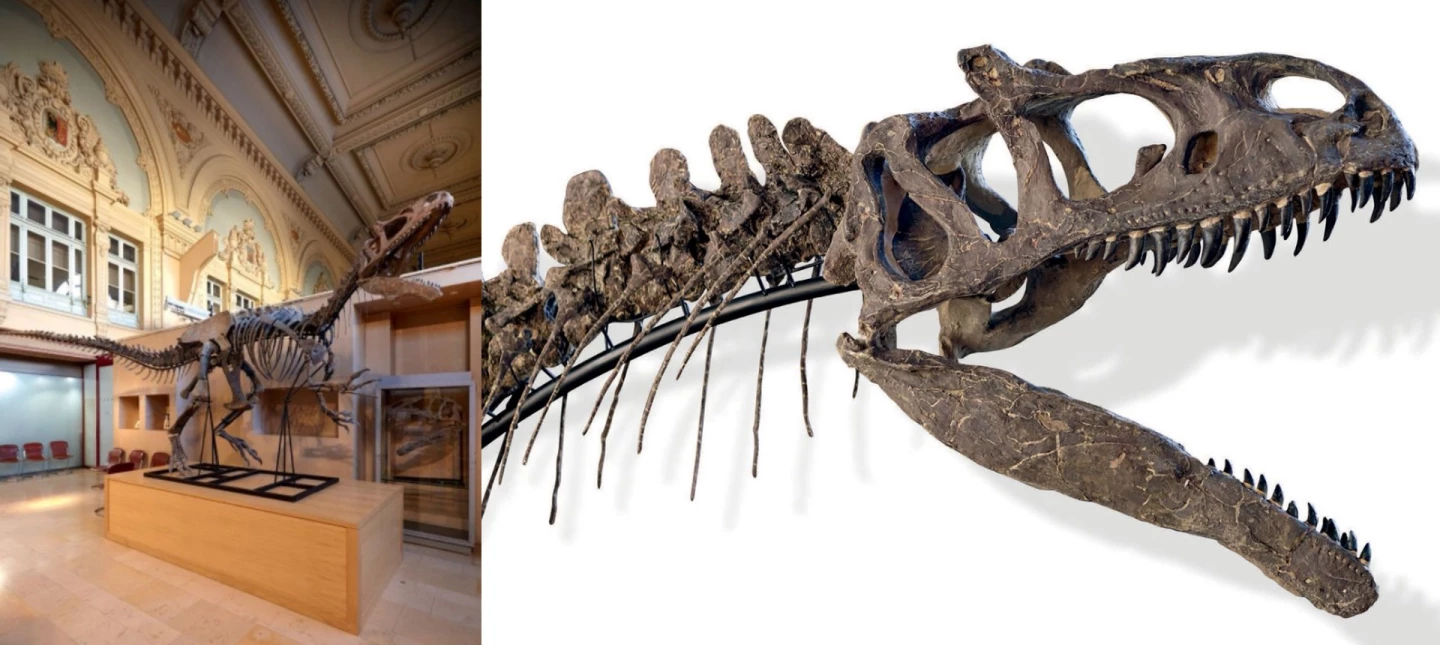 Aguttes most recent dinosaur skeleton sale was in December 2016, when a nearly complete 7.5 metre long and 2.5 metre tall Allosaurus skeleton (pictured above) sold for €1,128,375 (US$1,191,740)