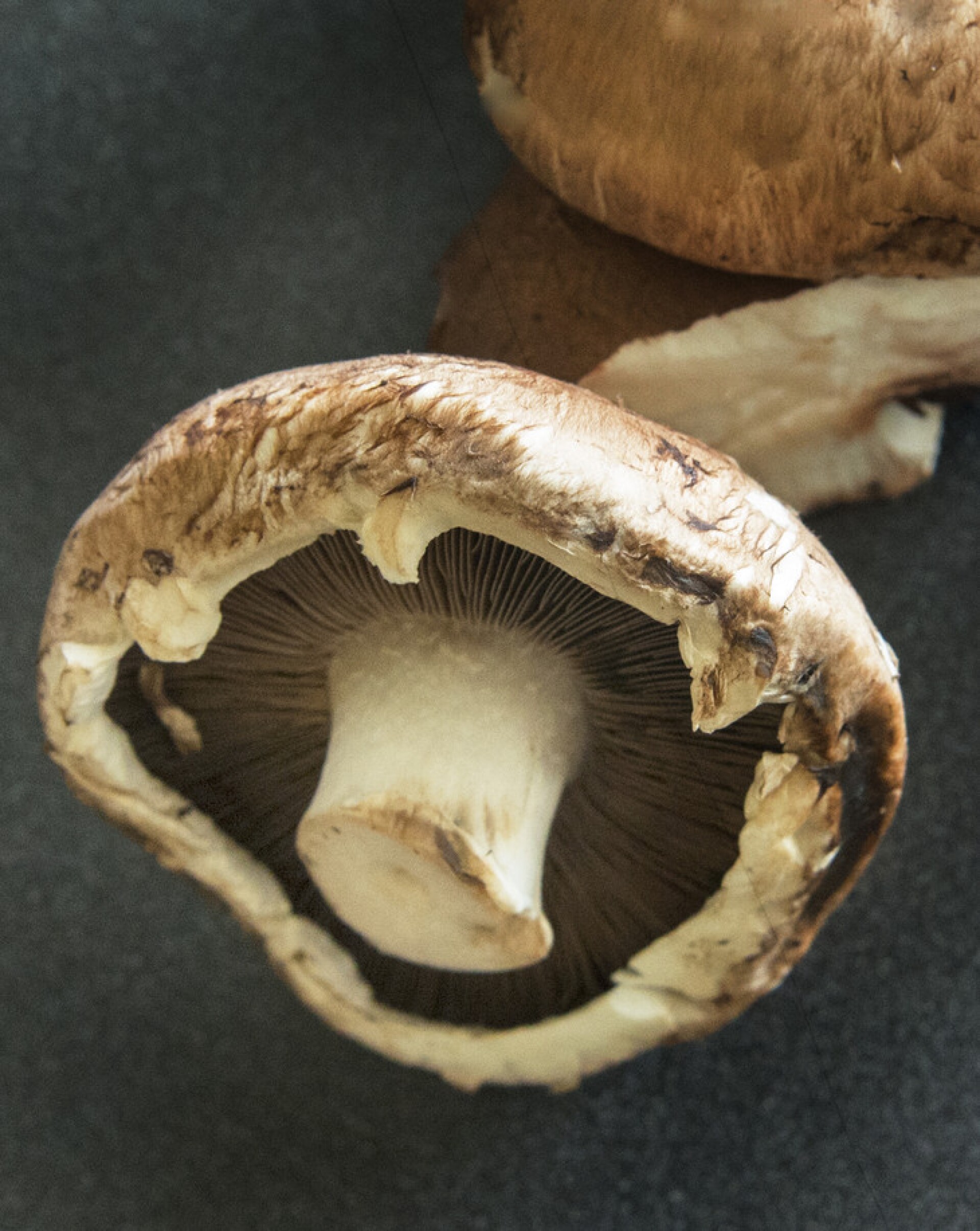 Could Magic Mushrooms Be The Answer To Our Aging Population? - gkmngqt