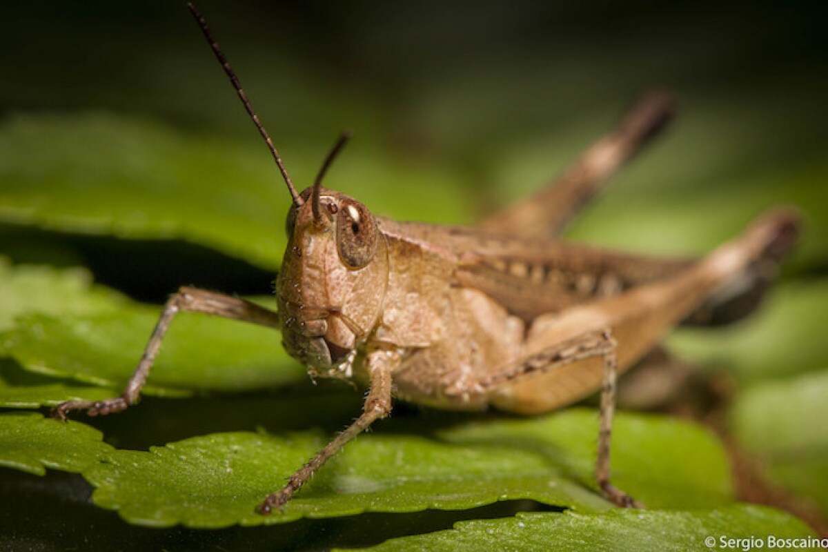 Can locusts be used as tiny, biorobotic "sniffer dogs"?