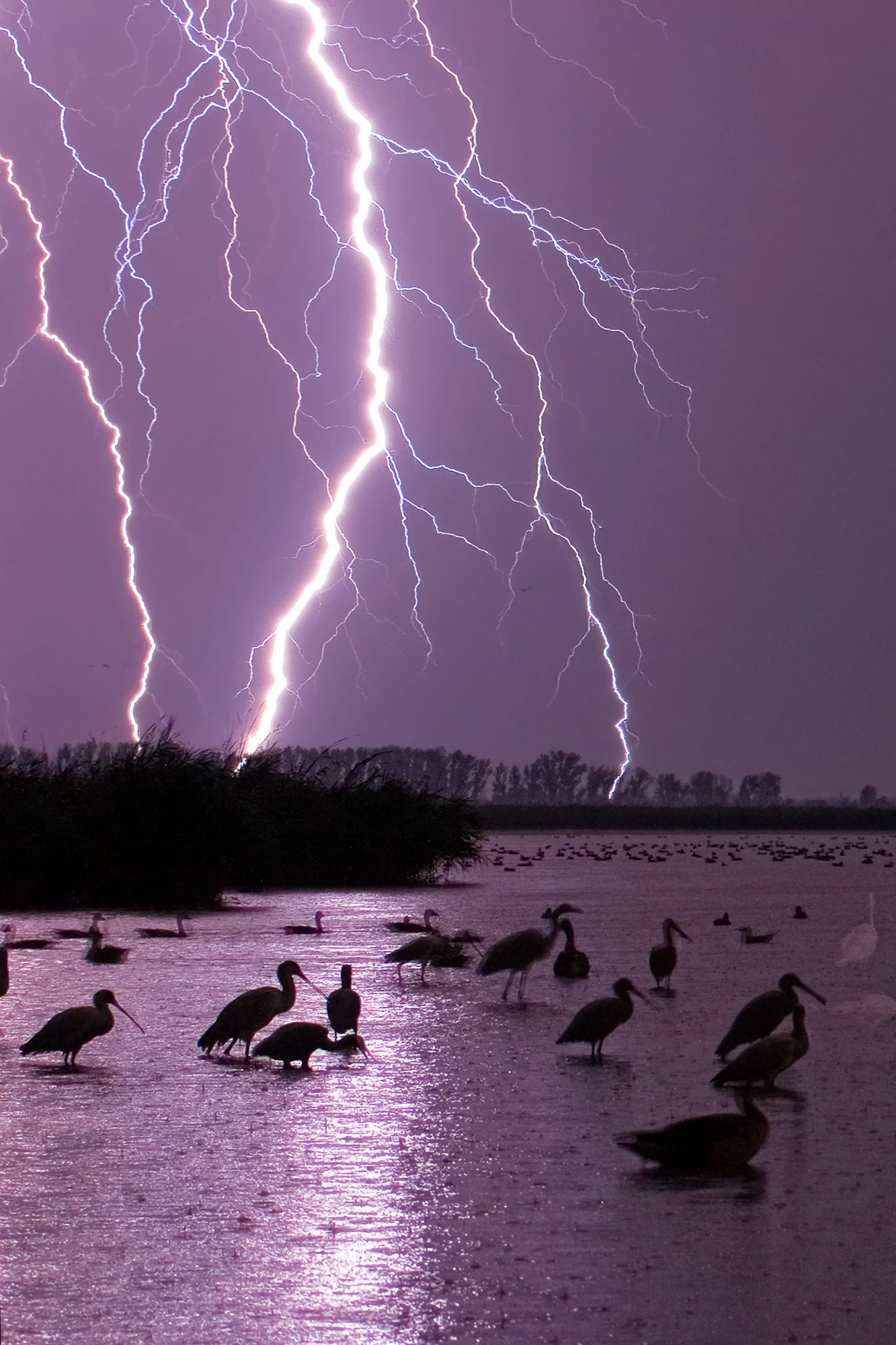 Birds loiter in a lake beneath huge flashes of lightning