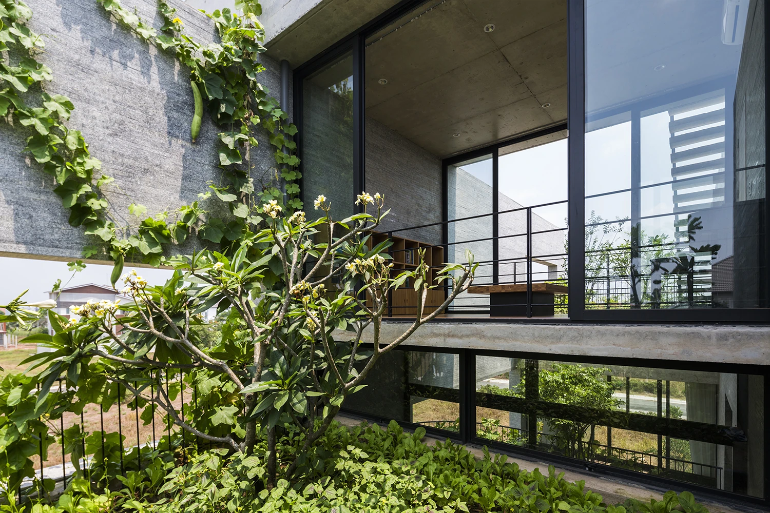 Binh House's concrete is softened by the addition of greenery